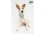 Adopt Daisy April a Jack Russell Terrier  Mixed dog in Jefferson