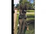 Adopt Keegan a Black - with Tan Yellow or Fawn German Shepherd D