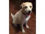 Adopt Madison a White - with Red Golden Orange or Chestnut Labra