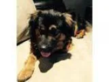 Adopt Bailey- ADOPTED a Staffordshire Bull Terrier