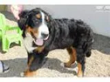 Laura s Loving Pet Sitting  Walking Services Inc.