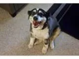Adopt Sydney a Tricolor (TanBrown and Black and White) Australia