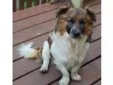 Adopt Moco(12 lb) Lil  Sweetheart a Tricolor (TanBrown and Black