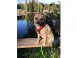 Adopt &quotMarge&quot a Pug Border Terrier