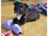 Adopt Teacup a Black - with White Border Collie  Cocker Spaniel 