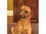 Adopt Eli in RI a Miniature Pinscher Mixed dog in Providence RI