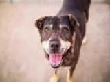 Adopt Thunder a Labrador Retriever