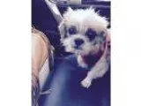 Adopt Mayer Orleans a Shih Tzu