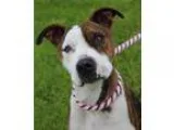 Adopt Scarlett a Pit Bull Terrier
