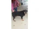Adopt SHANNON - COMING SOON a Rottweiler