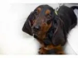Adopt Benelli a Basset Hound