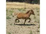 2015 Silver Bay Filly AR granddaughter of Little Kings Supreme D