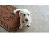 Adopt Dakota a White Basset Hound  Husky  Mixed dog in WAGONER O