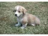 Cute pembroke welsh corgi puppy