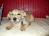 Adopt Eddie a Terrier Golden Retriever