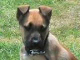 Adopt Adele a German Shepherd Dog
