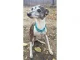 Adopt Sadie - Wichita a Italian Greyhound