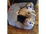 Adopt Miley and Macie a Pug Beagle
