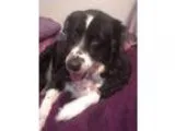 Adopt Jackie a Border Collie