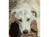 Adopt Haylie a White - with Black German Shepherd Dog  Labrador 
