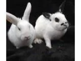 Adopt Sage and Sienna a Bunny Rabbit