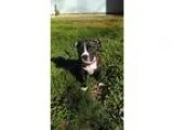 Adopt Monte - PUPPY a Pit Bull Terrier