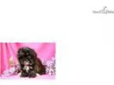 Maleficent cute Shihapoo Puppy for Sale Queens NY