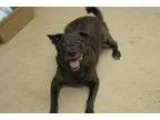 Adopt Roofus a German Shepherd Dog