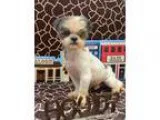 Adopt Hemi Montgomery a Shih Tzu