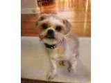 Adopt Emmy a White - with Tan Yellow or Fawn Shih Tzu  Mixed dog