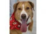 Adopt Abby (with Video) a Labrador Retriever  Spaniel (Unknown T