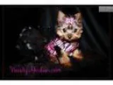 Tiny Teacup Yorkie Little Prissy [url removed]