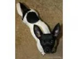 Adopt Lochlan a Jack Russell Terrier