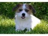 Adopt Chase a White - with Brown or Chocolate Jack Russell Terri