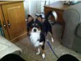 Adopt Toby a Shetland Sheepdog Sheltie Papillon