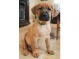 Adopt Comet - Adoption Pending a Shepherd Hound