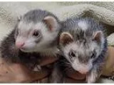 Adopt Randy a Rat Rat