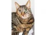 Adopt Jinxy a Brown Tabby Domestic Shorthair  Mixed cat in Ellic