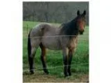 Gorgeous Double Registered AQHA NFQHA Bay Roan Cow Ranch Horse