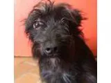 Adopt Cassie a Miniature Schnauzer dog in Rancho Santa Fe CA (15