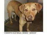 Adopt Jerico a Labrador Retriever