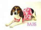 Adopt Prison dog Babs a Beagle
