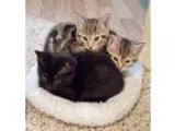 Adopt Fiona and Her Kittens King of Prussia PA a Tabby - Brown