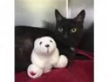 Adopt Pluto a Domestic Shorthair Mixed cat in Brougham ON (