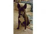 Adopt Mocha a BrownChocolate Husky  Shepherd (Unknown Type)  Mix