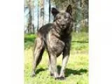Adopt Grumpy a Dutch Shepherd German Shepherd Dog