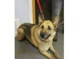 Adopt Chester a German Shepherd Dog