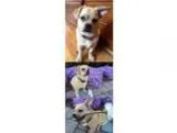Adopt Gravy a Pug  Beagle  Mixed dog in Chantilly VA (15353491)