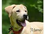 Adopt Murray a TanYellowFawn Labrador Retriever  Mixed dog in Ch