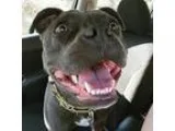 Adopt Sky  Sunshine Girl a GrayBlueSilverSal t and Pepper Americ